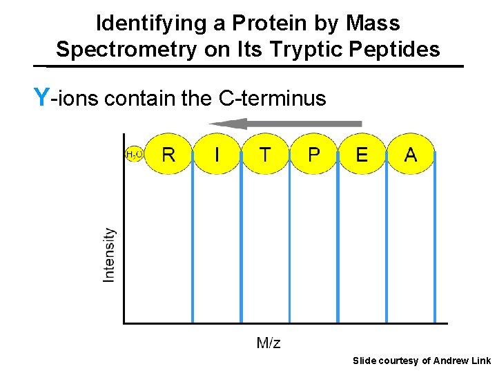 Identifying a Protein by Mass Spectrometry on Its Tryptic Peptides Y-ions contain the C-terminus