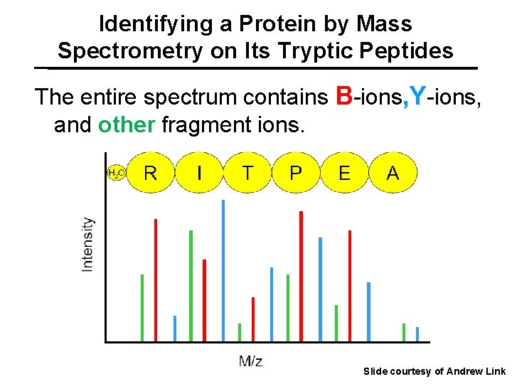 Identifying a Protein by Mass Spectrometry on Its Tryptic Peptides The entire spectrum contains