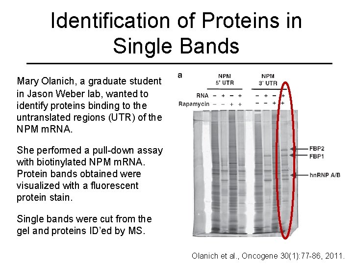 Identification of Proteins in Single Bands Mary Olanich, a graduate student in Jason Weber