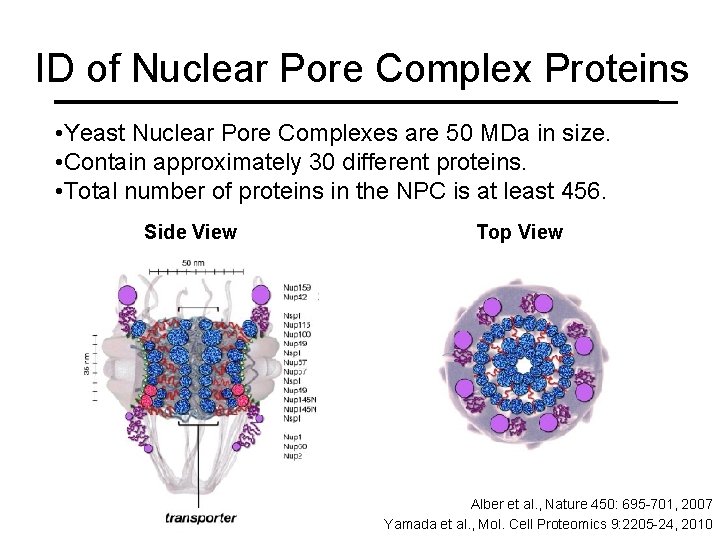 ID of Nuclear Pore Complex Proteins • Yeast Nuclear Pore Complexes are 50 MDa