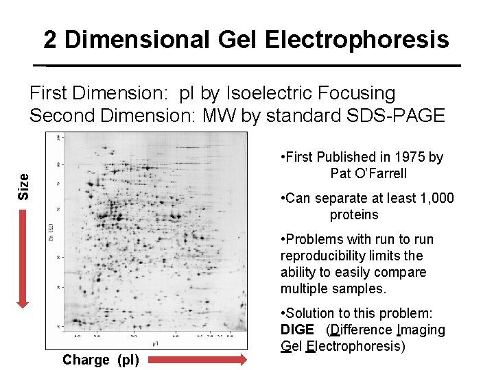 2 Dimensional Gel Electrophoresis First Dimension: p. I by Isoelectric Focusing Second Dimension: MW