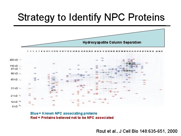 Strategy to Identify NPC Proteins Hydroxyapatite Column Separation 200 k. D 116 k. D