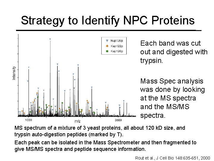 Strategy to Identify NPC Proteins Each band was cut out and digested with trypsin.