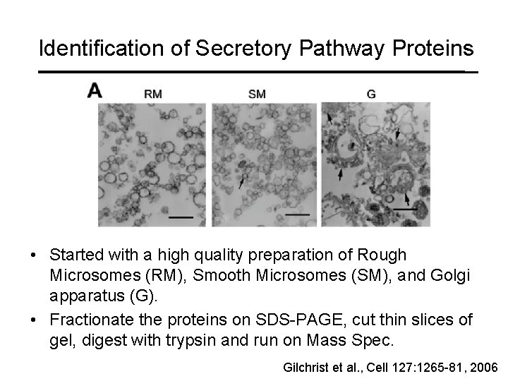 Identification of Secretory Pathway Proteins • Started with a high quality preparation of Rough