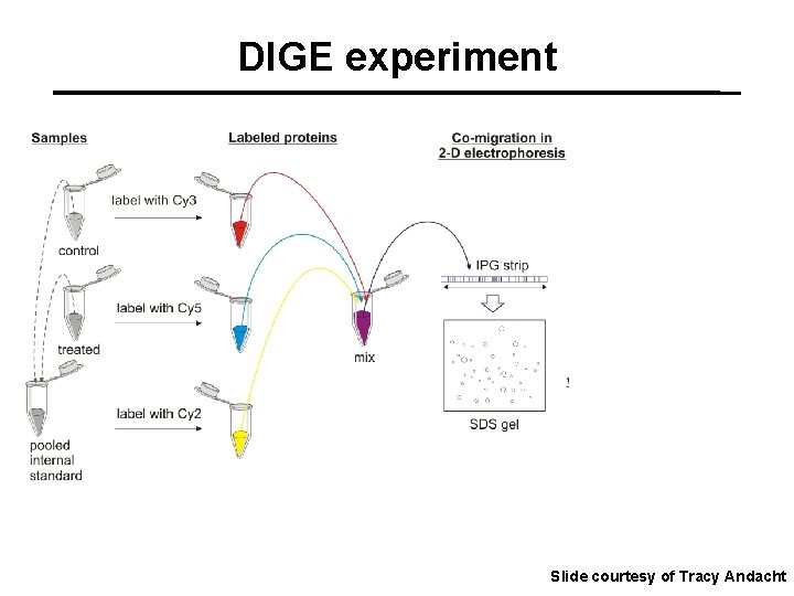 DIGE experiment Slide courtesy of Tracy Andacht 