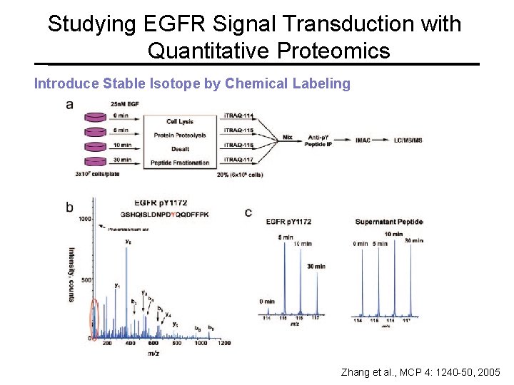 Studying EGFR Signal Transduction with Quantitative Proteomics Introduce Stable Isotope by Chemical Labeling Zhang