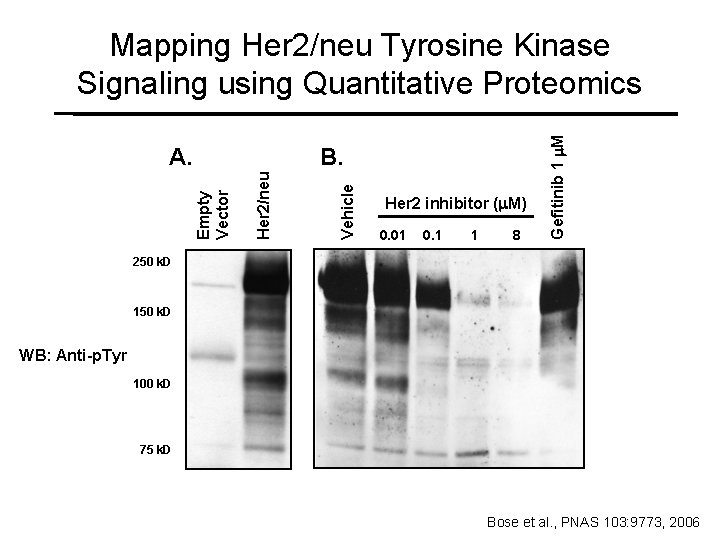 Vehicle Her 2/neu B. Empty Vector A. Her 2 inhibitor (m. M) 0. 01