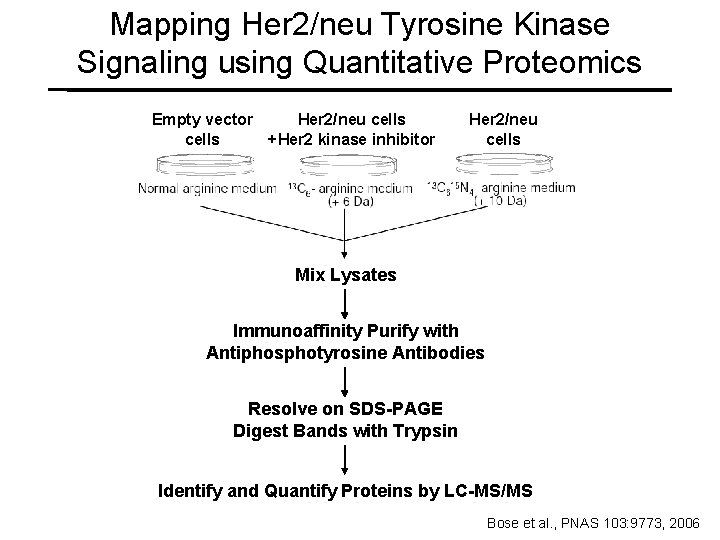 Mapping Her 2/neu Tyrosine Kinase Signaling using Quantitative Proteomics Empty vector Her 2/neu cells