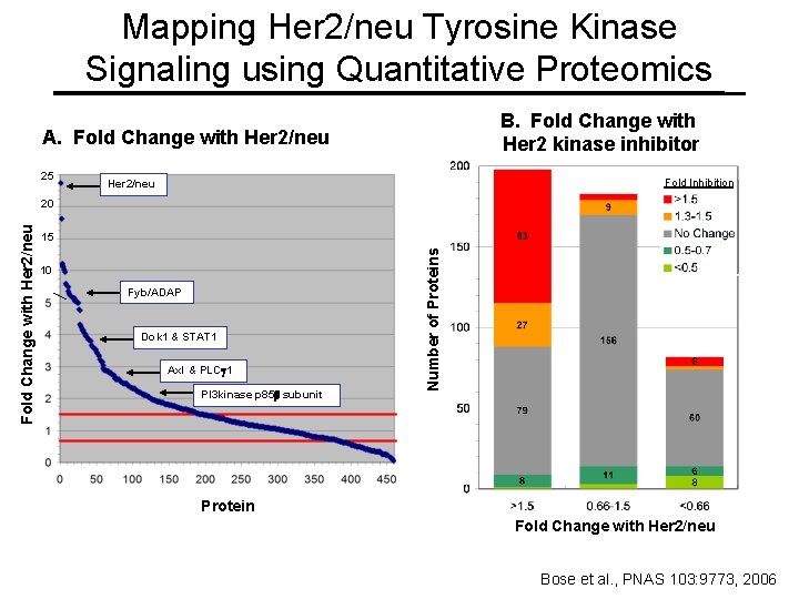 Mapping Her 2/neu Tyrosine Kinase Signaling using Quantitative Proteomics B. Fold Change with Her