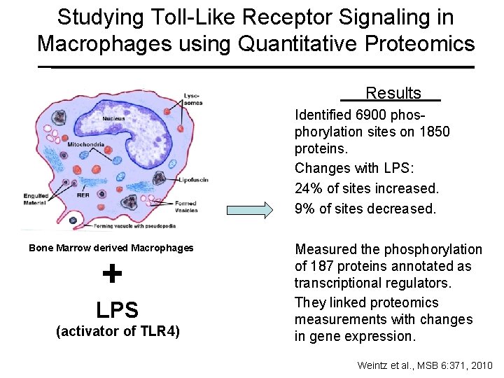 Studying Toll-Like Receptor Signaling in Macrophages using Quantitative Proteomics Results Identified 6900 phosphorylation sites