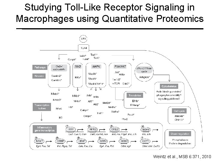 Studying Toll-Like Receptor Signaling in Macrophages using Quantitative Proteomics Weintz et al. , MSB