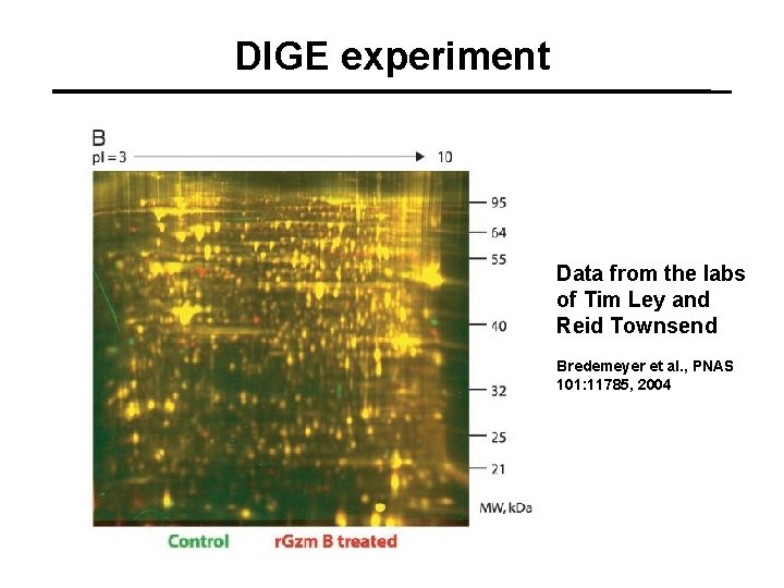 DIGE experiment Data from the labs of Tim Ley and Reid Townsend Bredemeyer et