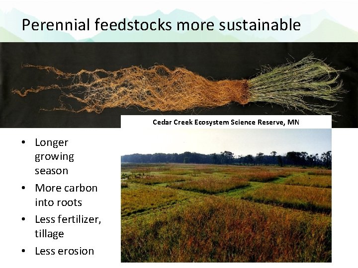 Perennial feedstocks more sustainable Cedar Creek Ecosystem Science Reserve, MN • Longer growing season