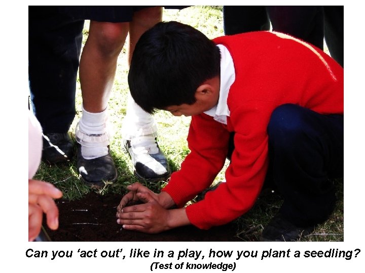 Can you ‘act out’, like in a play, how you plant a seedling? (Test
