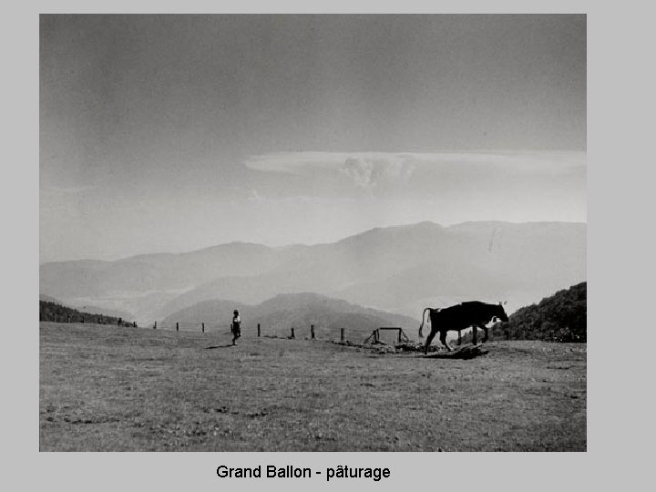 Grand Ballon - pâturage 