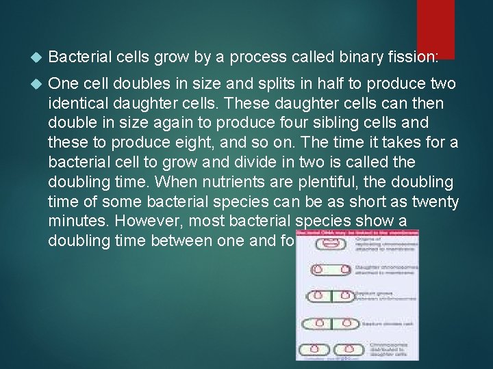  Bacterial cells grow by a process called binary fission: One cell doubles in