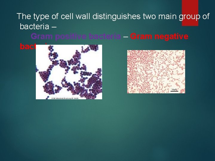 The type of cell wall distinguishes two main group of bacteria – Gram positive