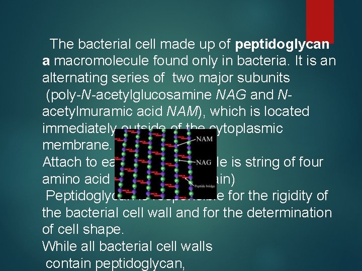 The bacterial cell made up of peptidoglycan a macromolecule found only in bacteria. It