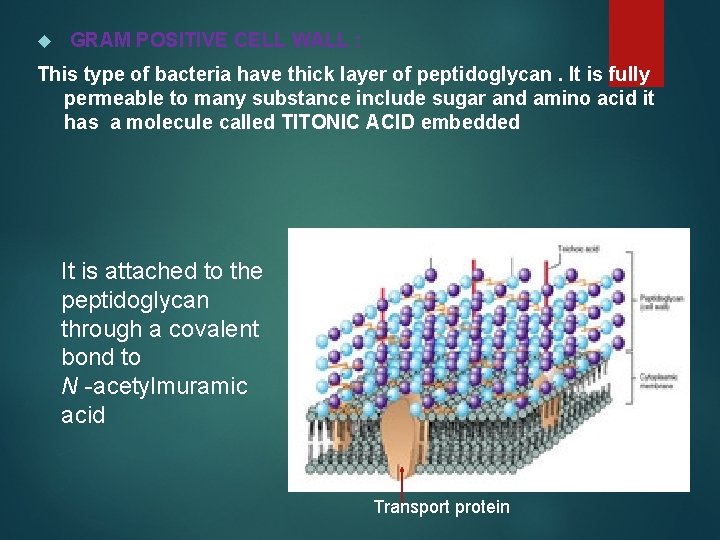  GRAM POSITIVE CELL WALL : This type of bacteria have thick layer of