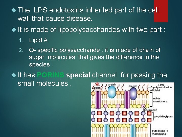  The LPS endotoxins inherited part of the cell wall that cause disease. It