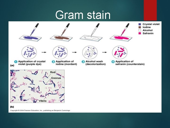 Gram stain 