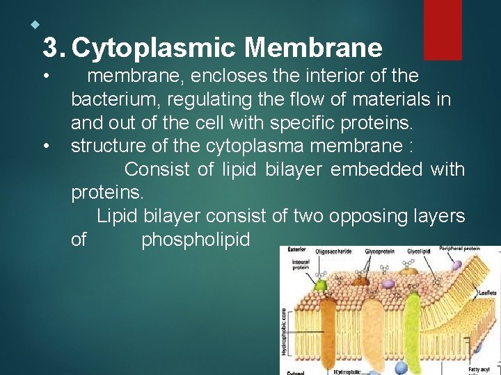  3. Cytoplasmic Membrane • • membrane, encloses the interior of the bacterium, regulating