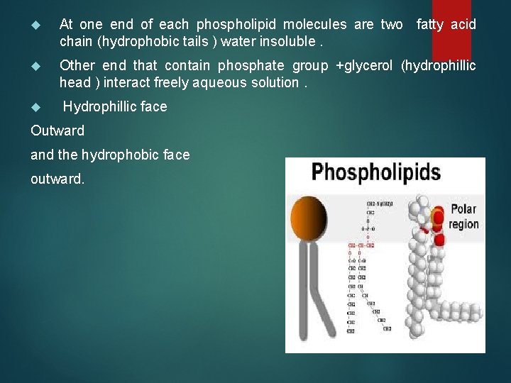  At one end of each phospholipid molecules are two fatty acid chain (hydrophobic