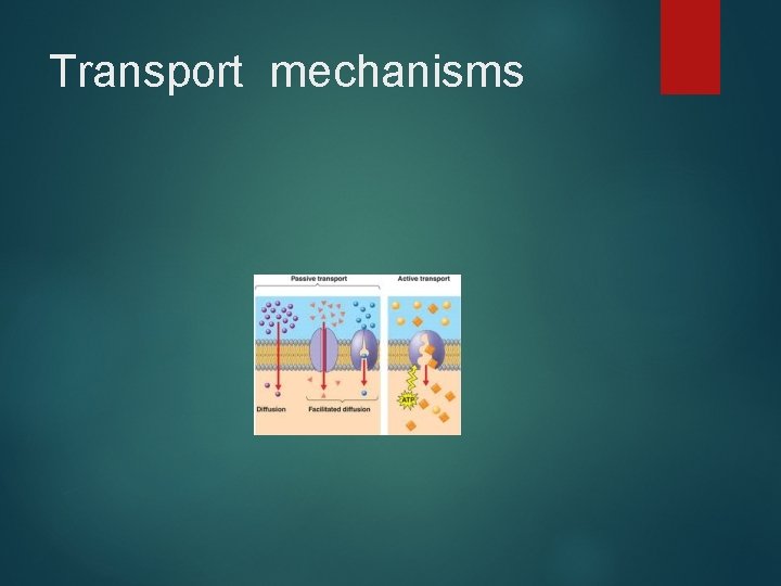 Transport mechanisms 