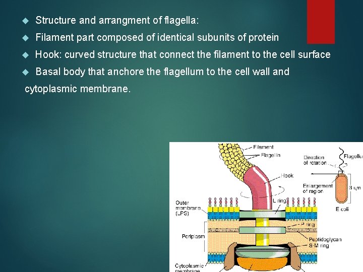  Structure and arrangment of flagella: Filament part composed of identical subunits of protein
