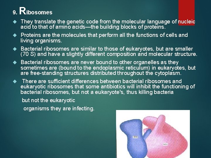 9. Ribosomes They translate the genetic code from the molecular language of nucleic acid