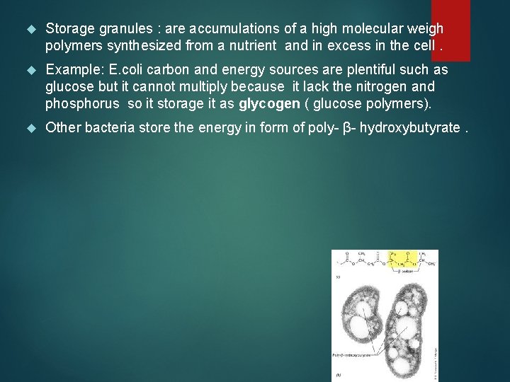  Storage granules : are accumulations of a high molecular weigh polymers synthesized from