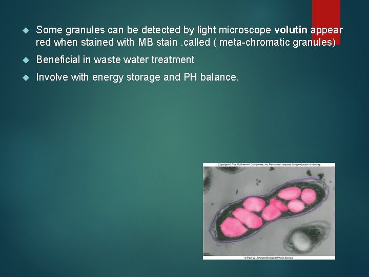  Some granules can be detected by light microscope volutin appear red when stained