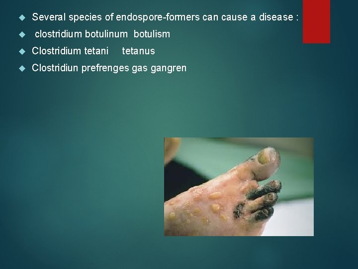  Several species of endospore-formers can cause a disease : clostridium botulinum botulism Clostridium