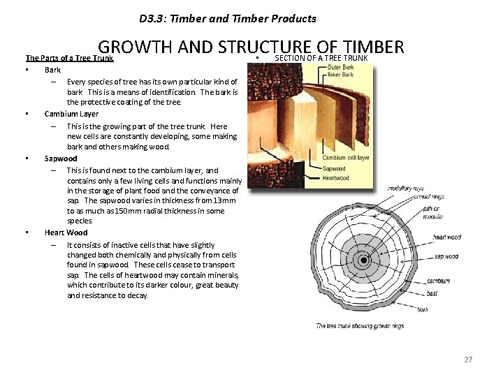 D 3. 3: Timber and Timber Products GROWTH AND STRUCTURE OF TIMBER • SECTION