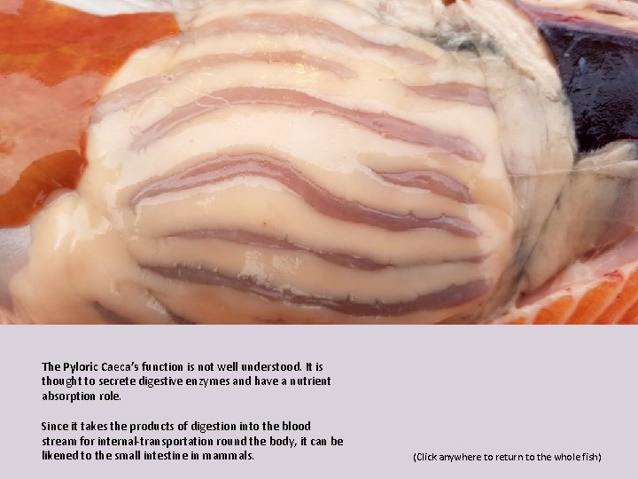 The Pyloric Caeca’s function is not well understood. It is thought to secrete digestive