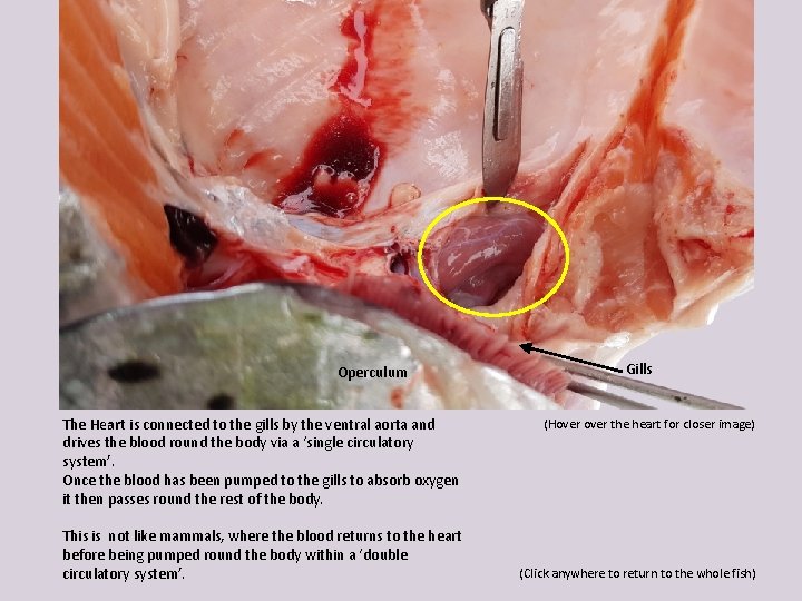 Operculum The Heart is connected to the gills by the ventral aorta and drives