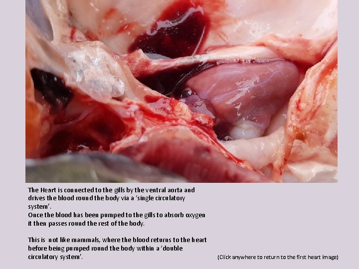 The Heart is connected to the gills by the ventral aorta and drives the