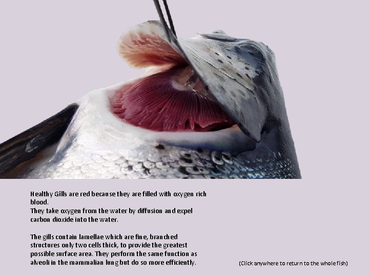 Healthy Gills are red because they are filled with oxygen rich blood. They take