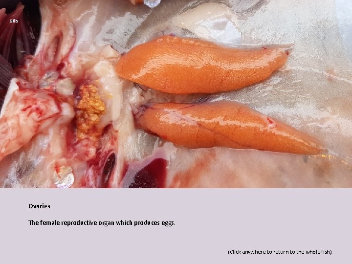 Gills Ovaries The female reproductive organ which produces eggs. (Click anywhere to return to