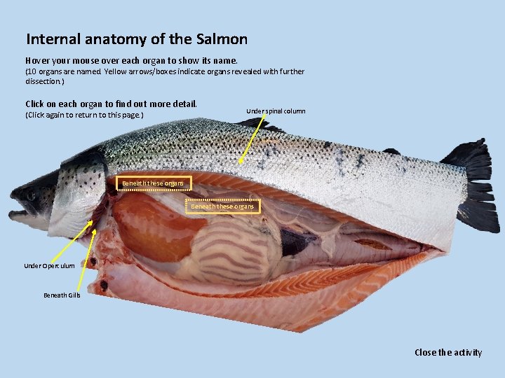 Internal anatomy of the Salmon Hover your mouse over each organ to show its