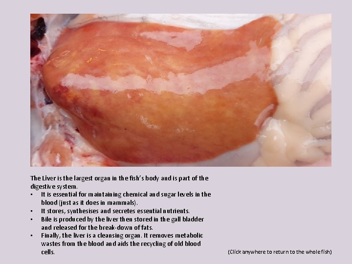 The Liver is the largest organ in the fish’s body and is part of