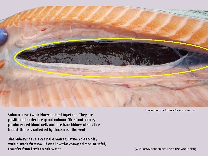 Hover the kidney for cross section Salmon have two Kidneys joined together. They are