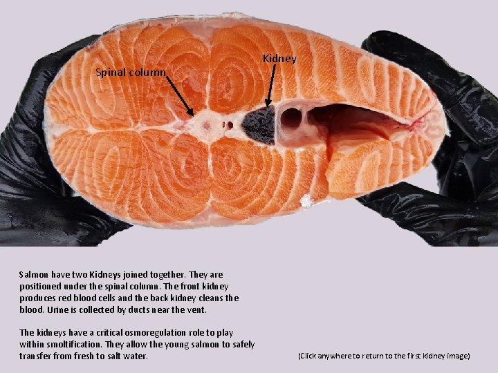 Spinal column Kidney Salmon have two Kidneys joined together. They are positioned under the