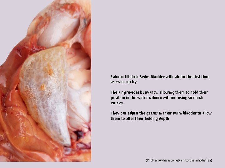 Salmon fill their Swim Bladder with air for the first time as swim-up fry.