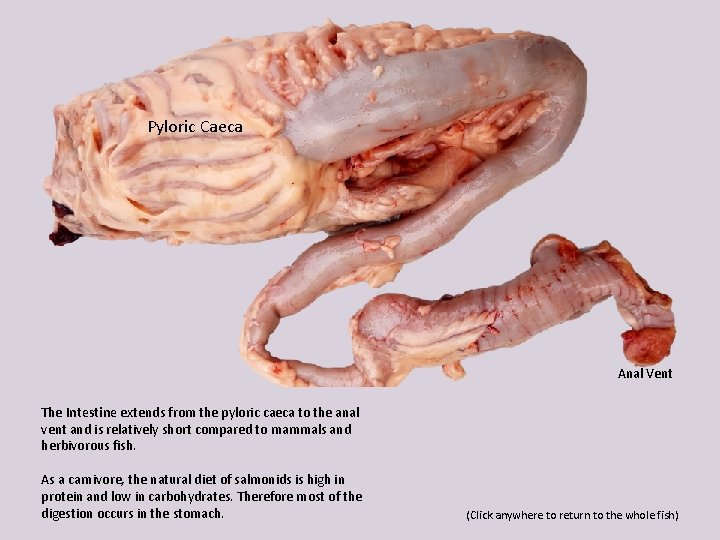 Pyloric Caeca Anal Vent The Intestine extends from the pyloric caeca to the anal