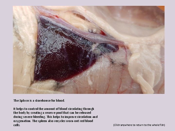 The Spleen is a storehouse for blood. It helps to control the amount of