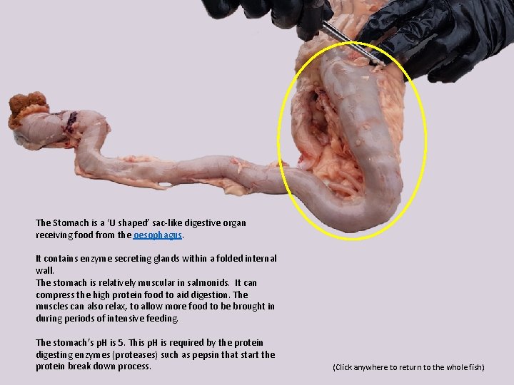 The Stomach is a ‘U shaped’ sac-like digestive organ receiving food from the oesophagus.