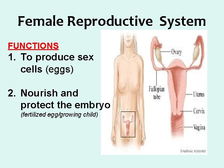 Female Reproductive System FUNCTIONS 1. To produce sex cells (eggs) 2. Nourish and protect