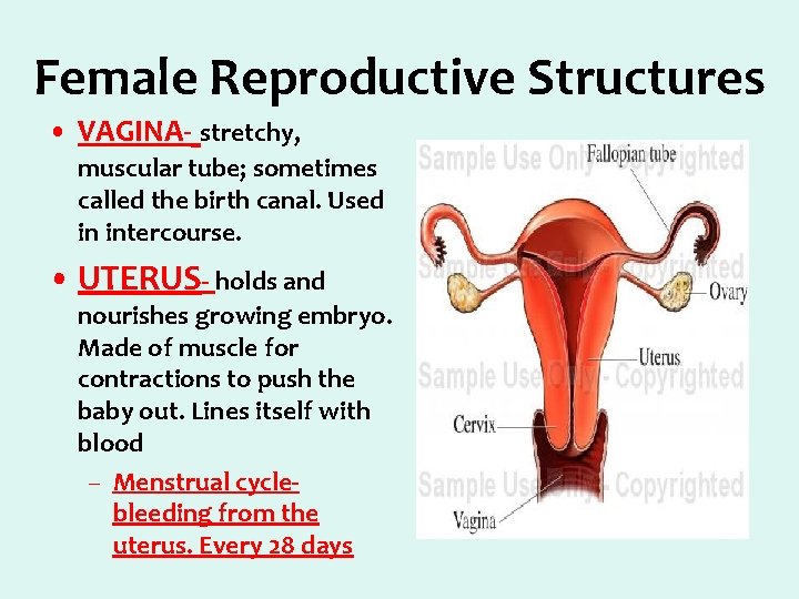 Female Reproductive Structures • VAGINA- stretchy, muscular tube; sometimes called the birth canal. Used