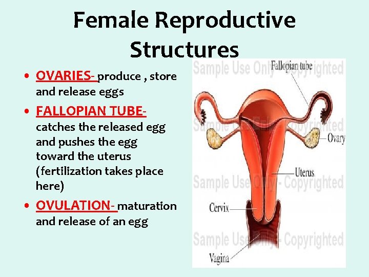 Female Reproductive Structures • OVARIES- produce , store and release eggs • FALLOPIAN TUBE-